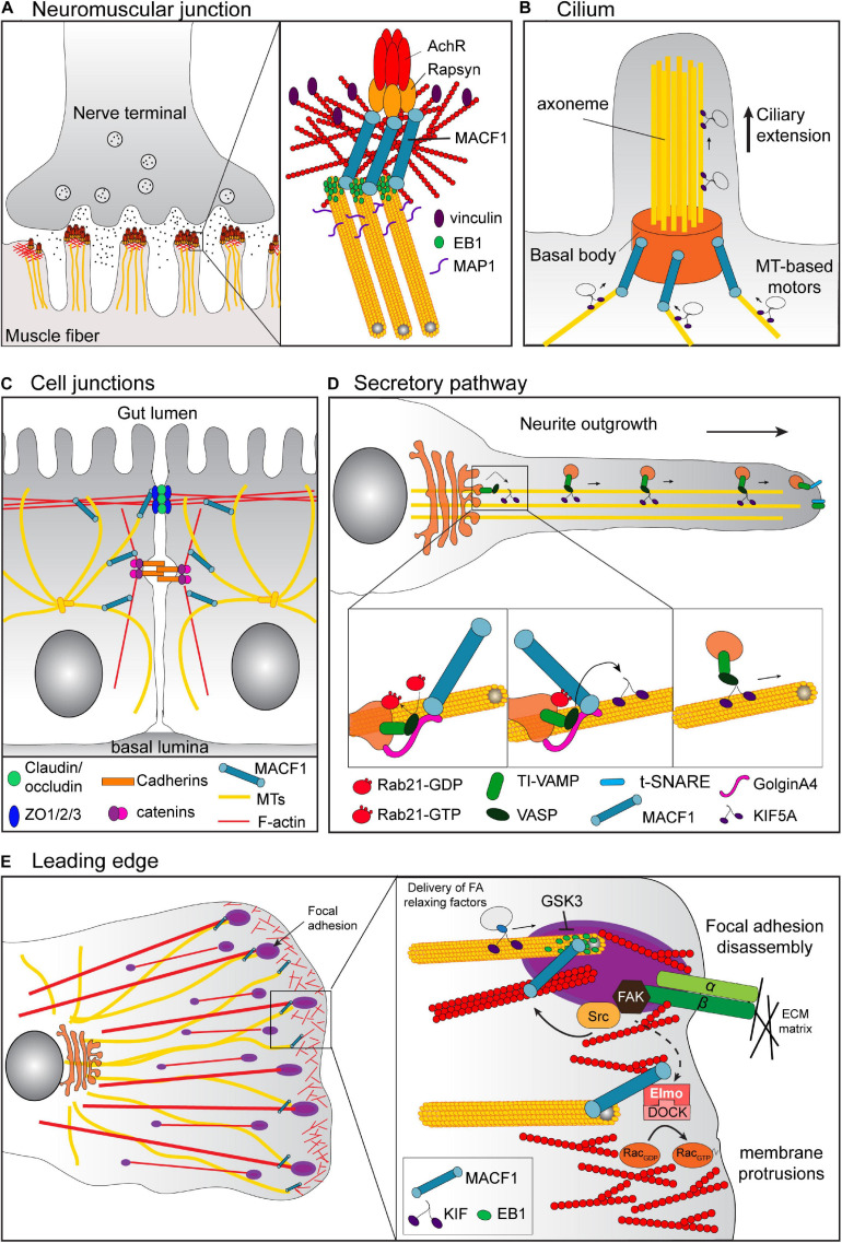 FIGURE 3