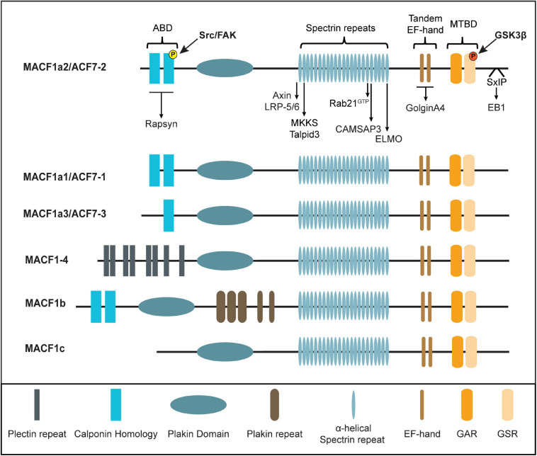 FIGURE 1