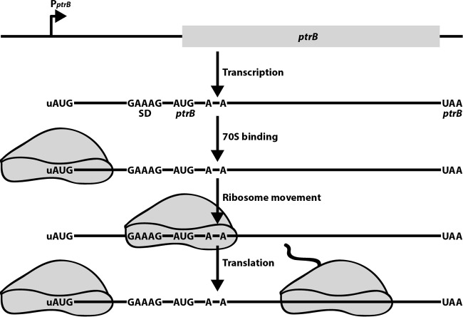 FIG 1