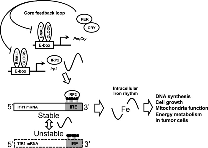 FIGURE 6.