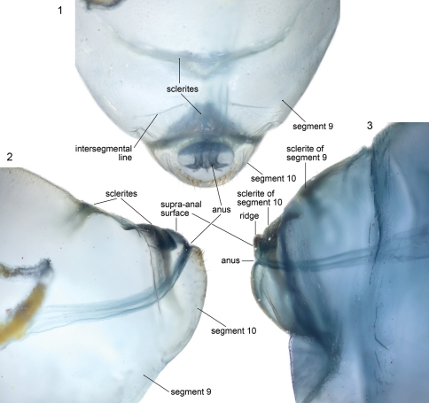 Figures 1–3.