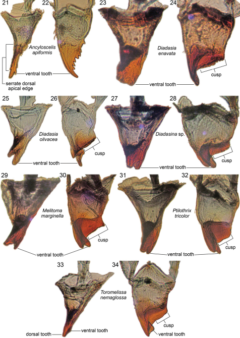 Figures 21–34. 