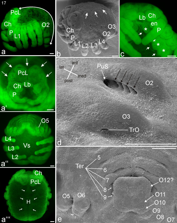 Figure 13