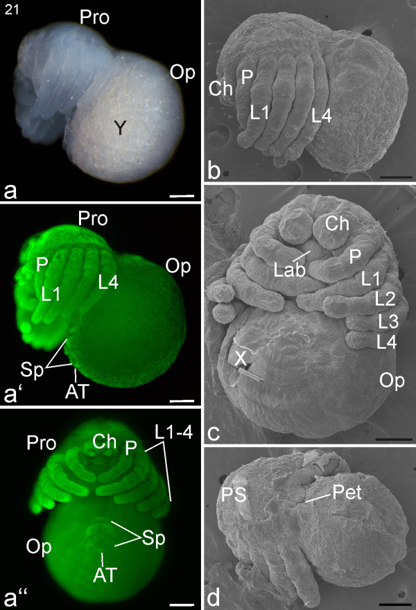 Figure 17