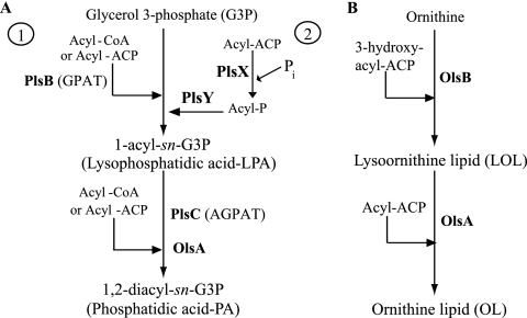 FIG. 1.