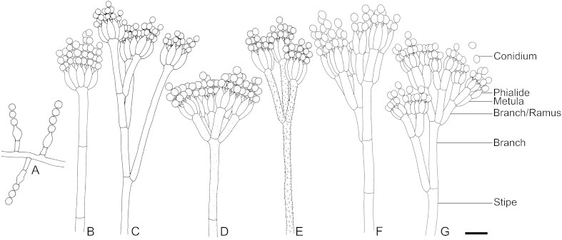 Fig. 2