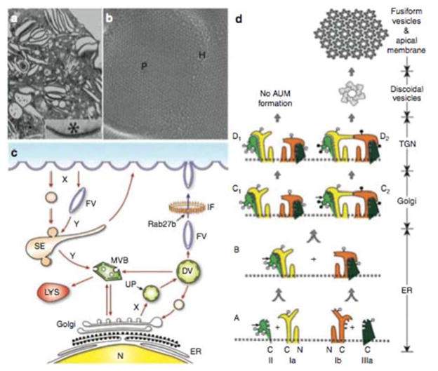 FIGURE 3