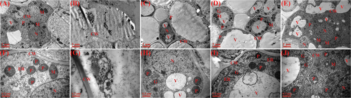 Figure 6