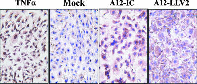 FIG. 8.