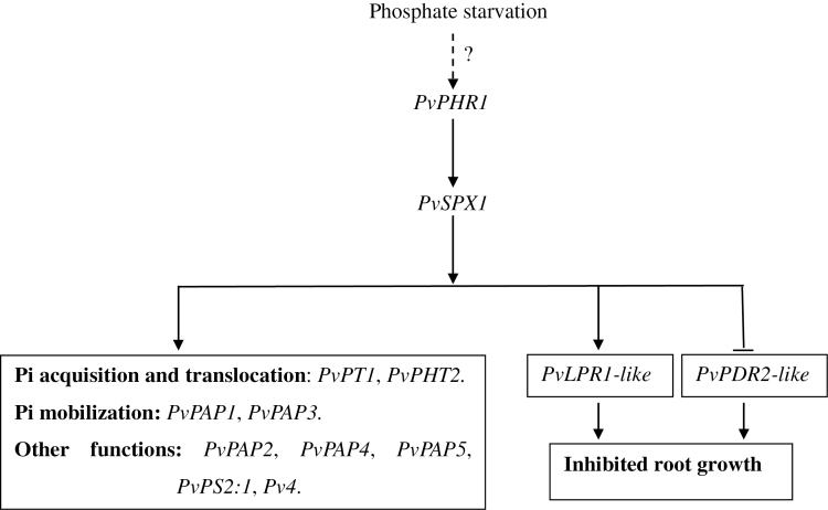 Fig. 9.