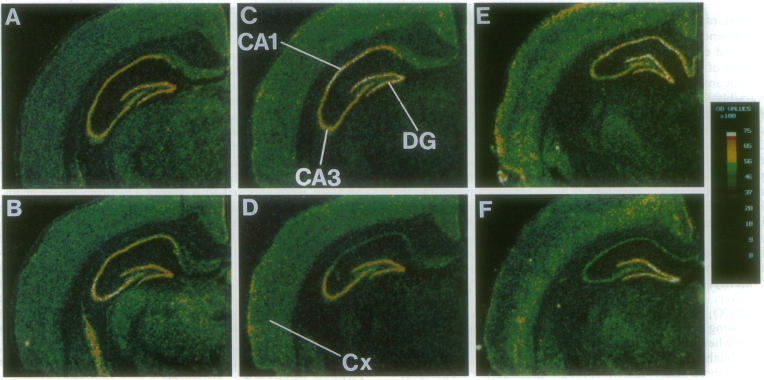 graphic file with name pnas01095-0535-a.jpg