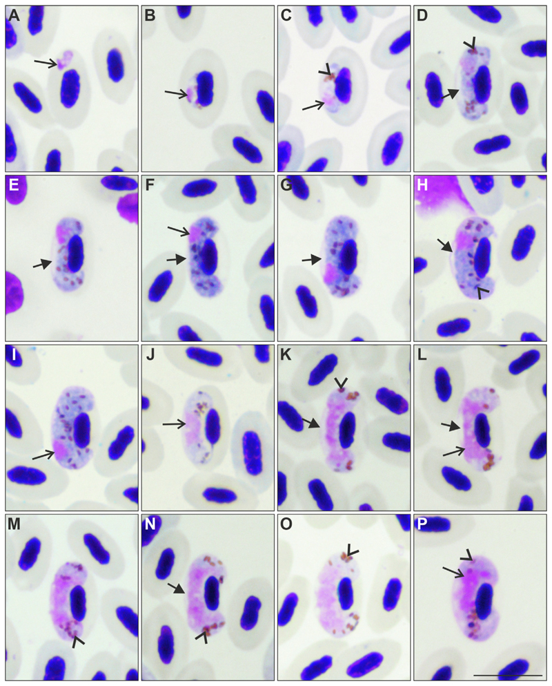 Fig. 2