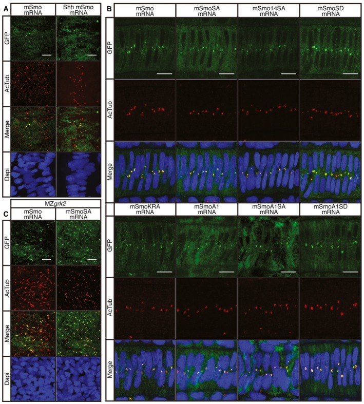 Figure 6