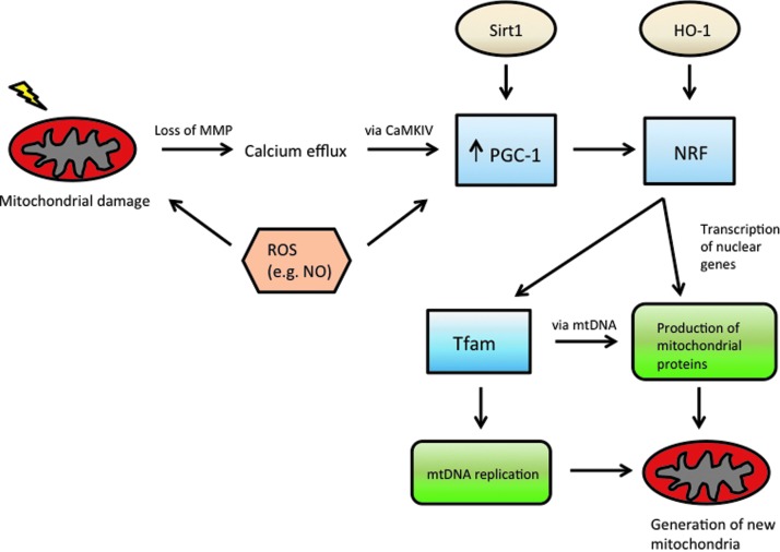 FIG. 2.