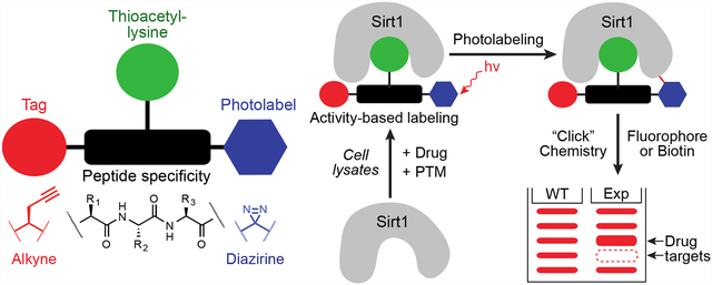 graphic file with name nihms-1625348-f0001.jpg