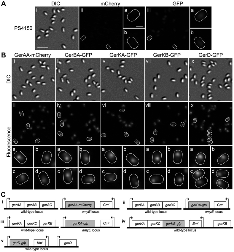 Fig. 3.