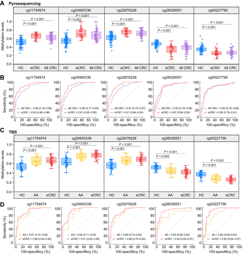 Figure 3. Validation of candidate DNA methylation biomarkers for colorectal cancer diagnosis. A, In biological validation phase I, pyrosequencing was performed in 84 all-stage colorectal cancer cases (including 43 early-stage colorectal cancer cases) and 83 healthy controls to analyze methylation levels of selected markers, of which, cg11754974, cg24905336, and cg22678228 were significantly hypermethylated, and cg26026551 and cg00227790 were significantly hypomethylated, P values were determined by the Mann–Whitney U test. B, ROC and the associated AUCs illustrate the diagnostic potential of five DMPs individually in different groups (purple, all-stage colorectal cancer vs. healthy controls; red, early-stage colorectal cancer versus healthy controls) using pyrosequencing. C, In biological validation phase II, methylation levels of five candidate CpG sites were quantified by the TBS in 38 healthy controls, 11 advanced adenoma cases, and 44 early-stage colorectal cancer cases. P values were determined by the Mann–Whitney U test. D, ROC curves display the 5 DMPs classification performance for distinguishing eCRC and advanced adenoma cases against healthy controls using TBS (red, early-stage colorectal cancer vs. healthy controls; golden, advanced adenoma vs. healthy controls). AA, advanced adenomas; CRC, colorectal cancer; eCRC, early-stage colorectal cancer; HC, healthy controls.