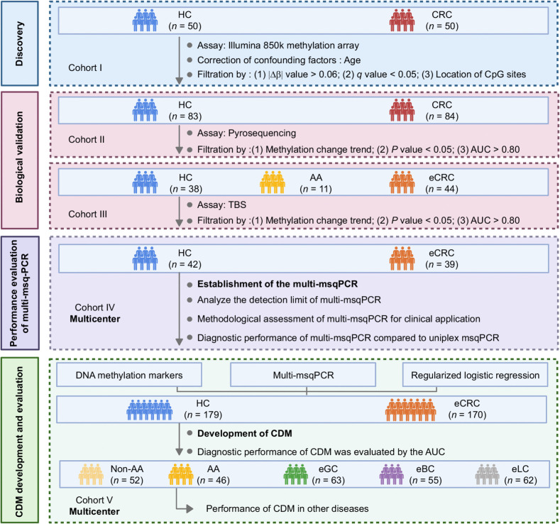 Figure 1. Overall workflow of the study design. AA, advanced adenoma; CDM, CRC diagnostic model; CRC, colorectal cancer; eCRC, early-stage colorectal cancer; HC, healthy controls; non-AA, non–advanced adenomatous polyps.