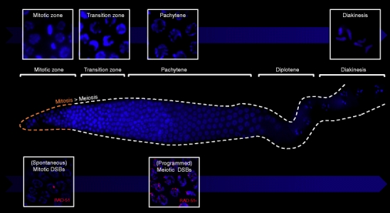 Fig. 3