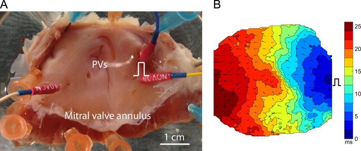 Fig. 6