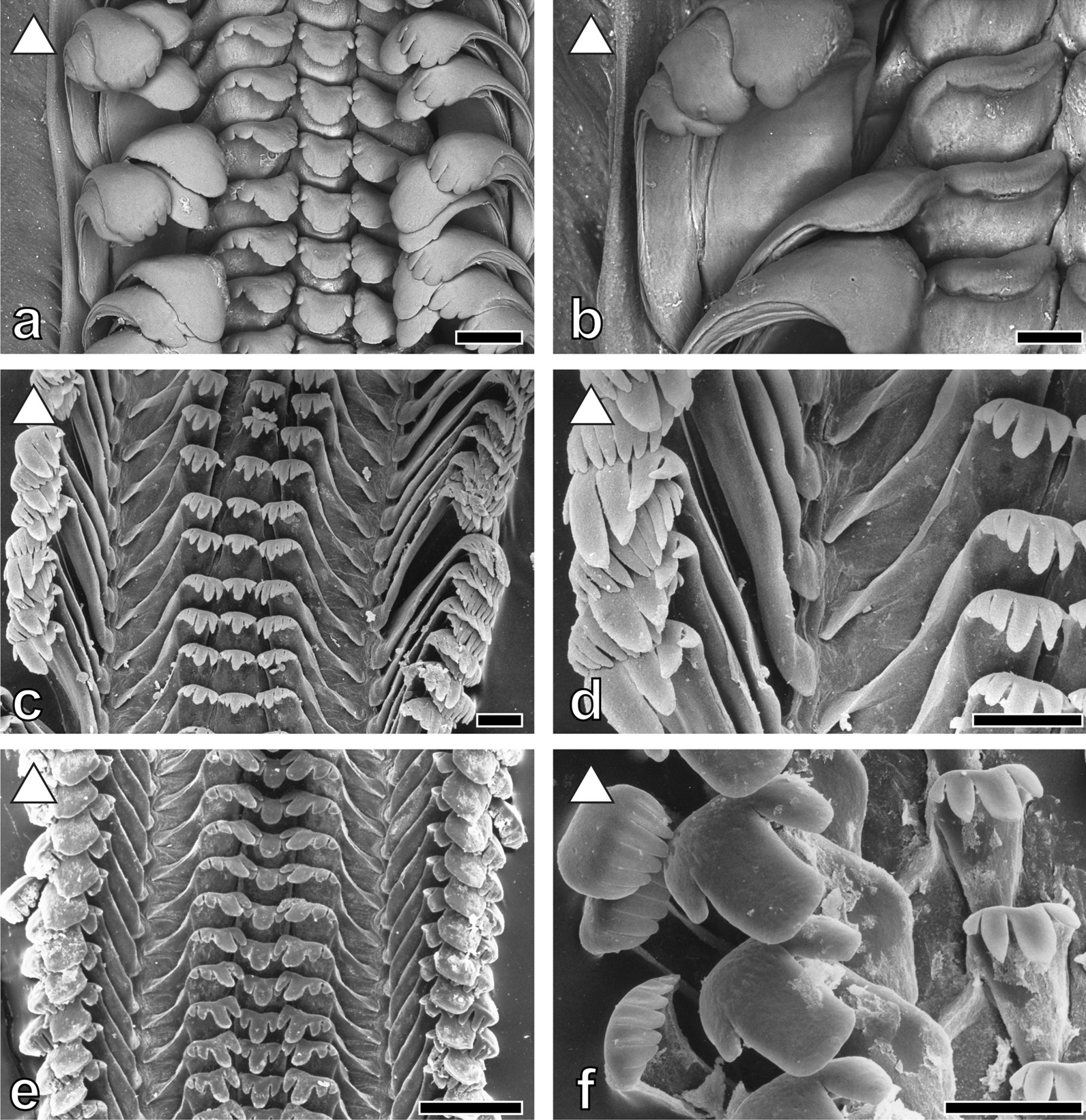 Fig. 8