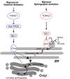 FIGURE 7: