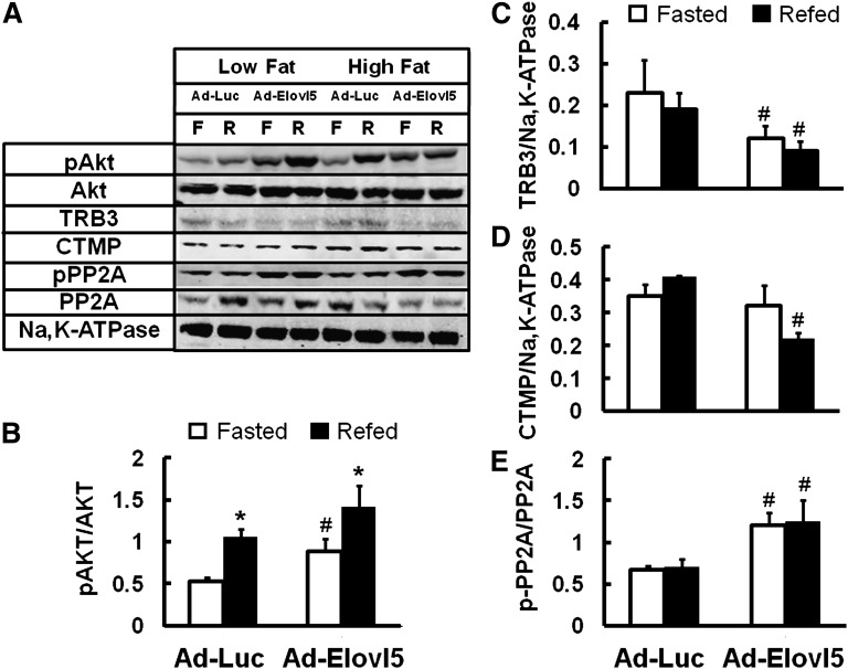 Fig. 9.