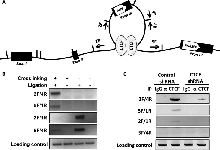 FIGURE 9.