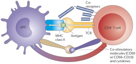 Box 1 | Basic principles of autoimmunity