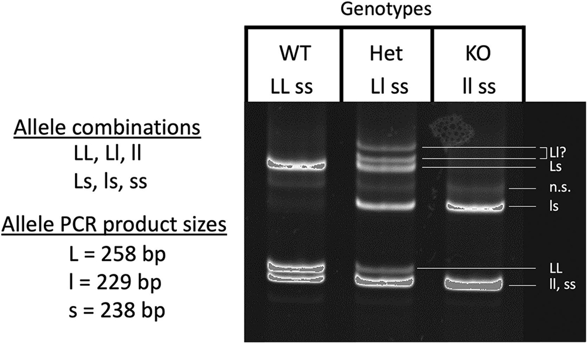 Figure 3: