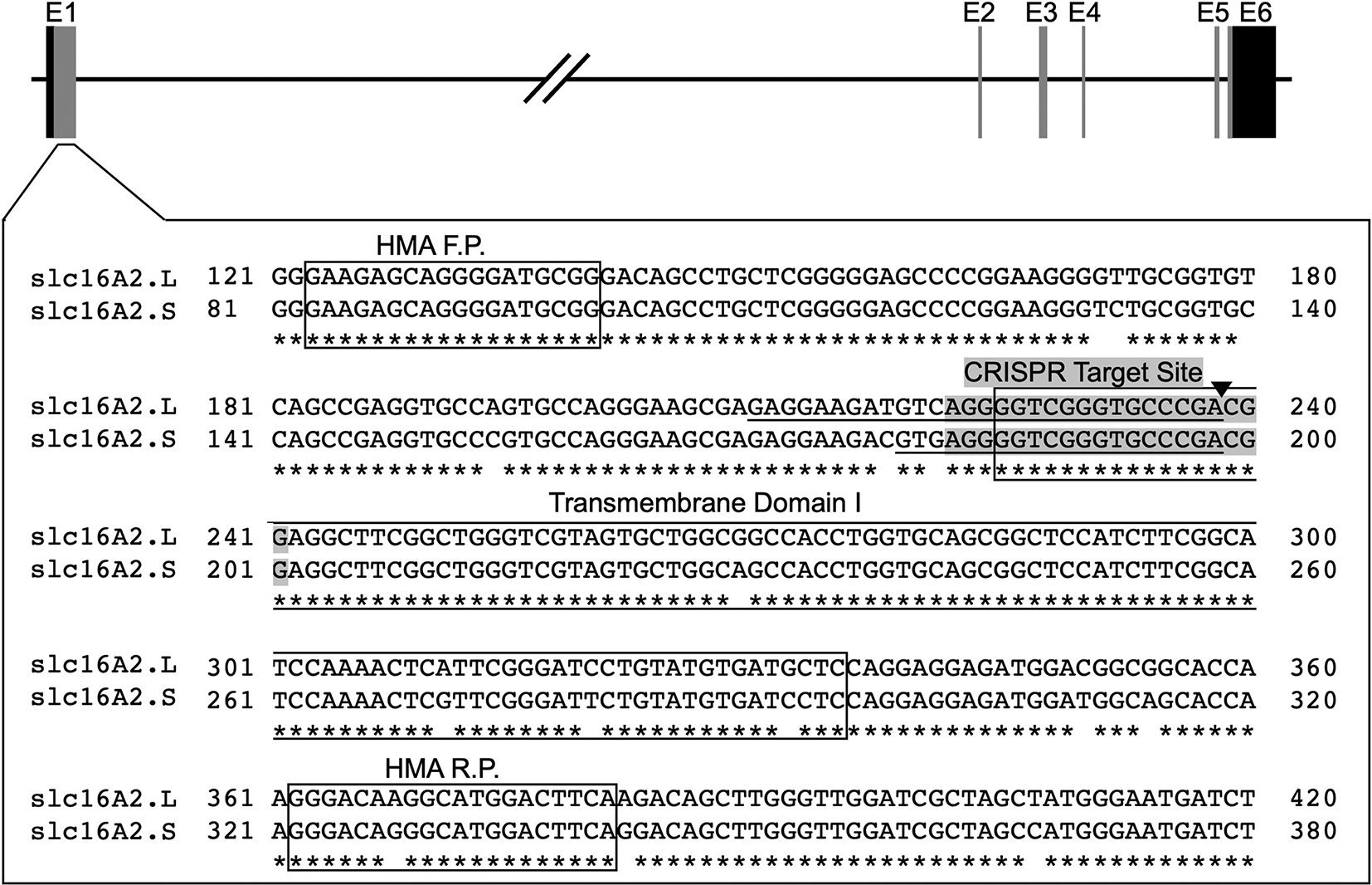 Figure 1: