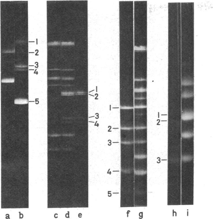 graphic file with name pnas00036-0307-a.jpg