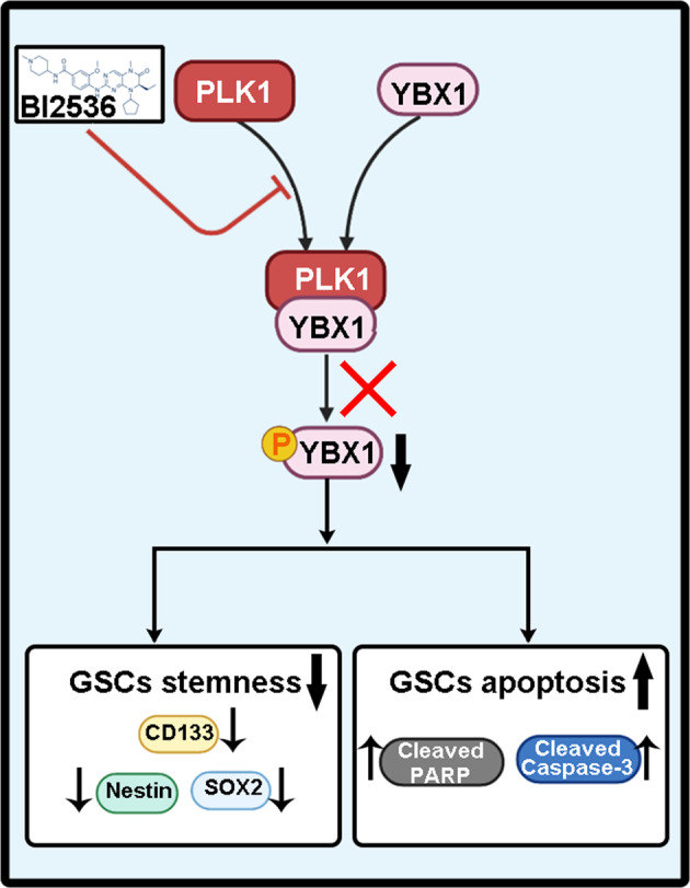 graphic file with name 41420_2023_1302_Figa_HTML.jpg