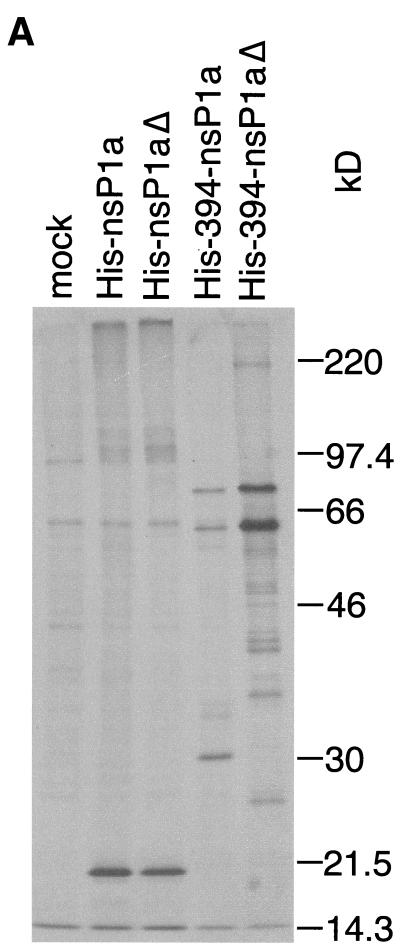 FIG. 1.