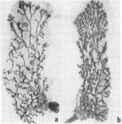 graphic file with name pnas00028-0260-a.jpg