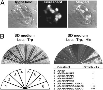 Fig. 6.