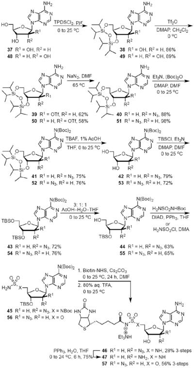 Scheme 3