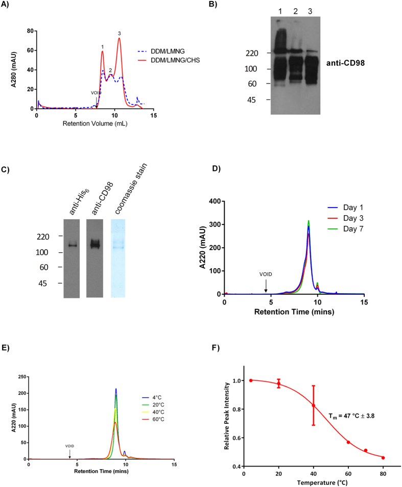 Modulation of LAT1 (SLC7A5) transporter activity and stability by ...