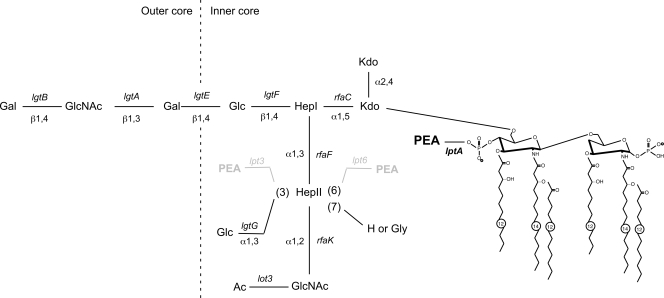 FIG. 1.