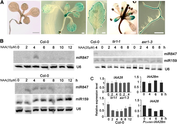 Figure 3.