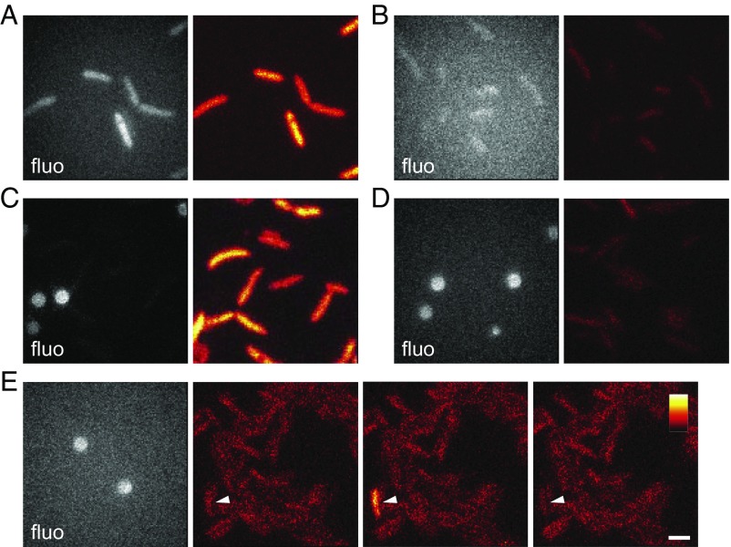 Fig. 4.