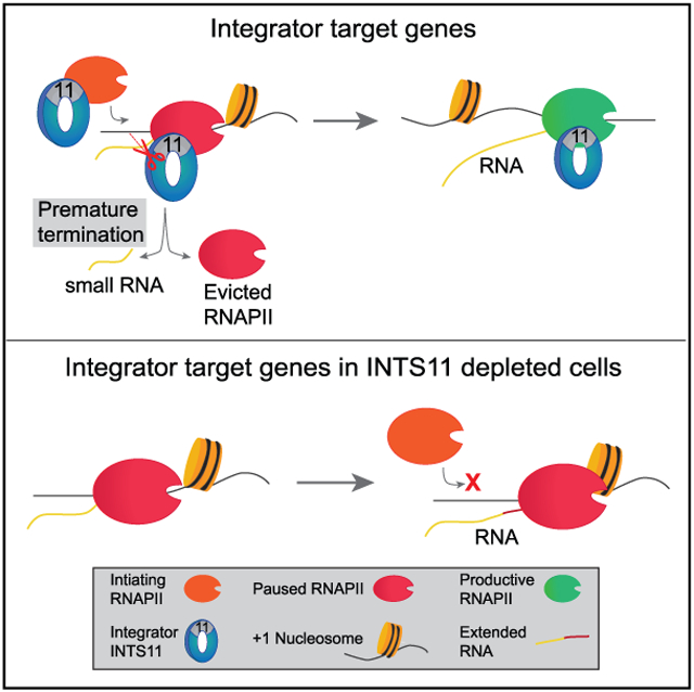 graphic file with name nihms-1613941-f0001.jpg