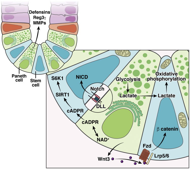 Figure 1