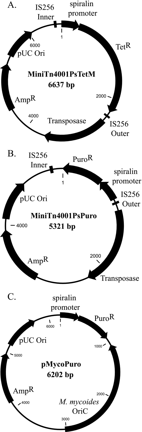 FIG. 1.