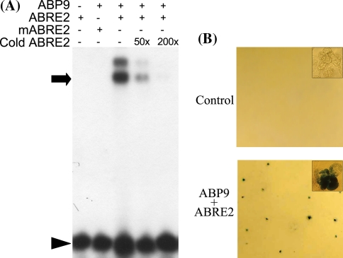 Fig. 1