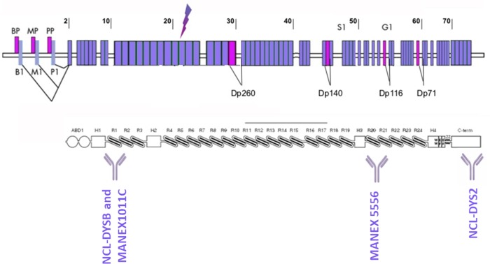 Fig 1