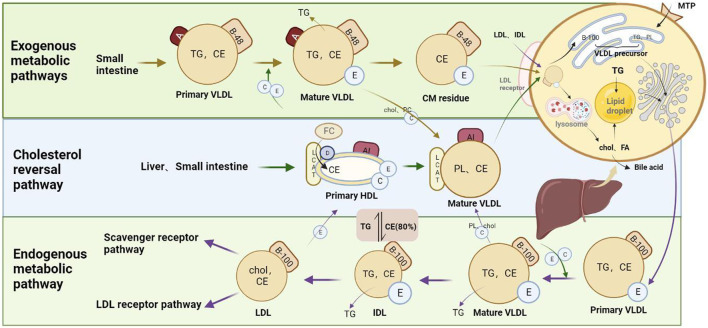 FIGURE 1