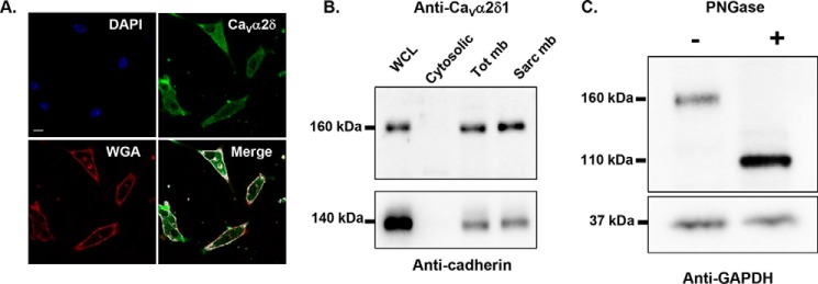 FIGURE 1.