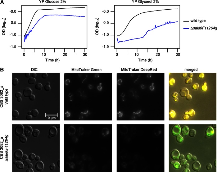 FIGURE 6: