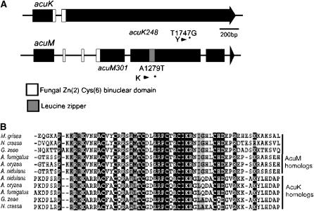 Figure 5.—